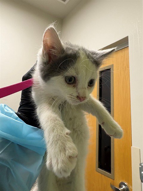 CELESTINE - Domestic Short Hair available for adoption