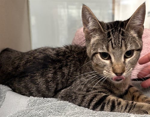 MOJITO - Domestic Short Hair available for adoption