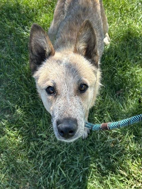 RJ - Australian Cattle Dog/Blue Heeler available for adoption