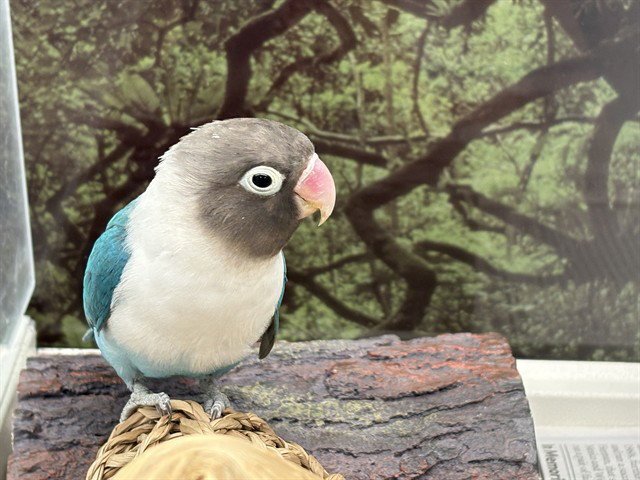 BLUEBERRY Image