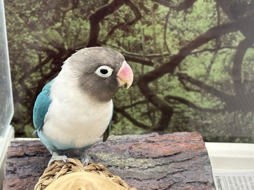 BLUEBERRY - Lovebird available for adoption