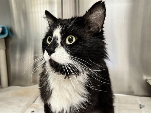 LEOPOLD - Domestic Long Hair for adoption in Colorado Springs