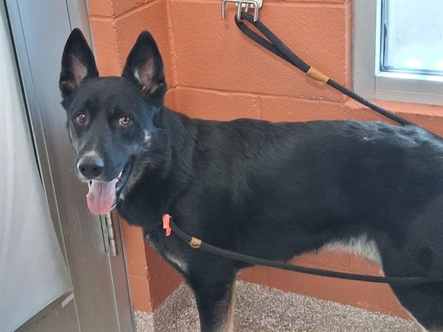 BEAR - German Shepherd Dog available for adoption