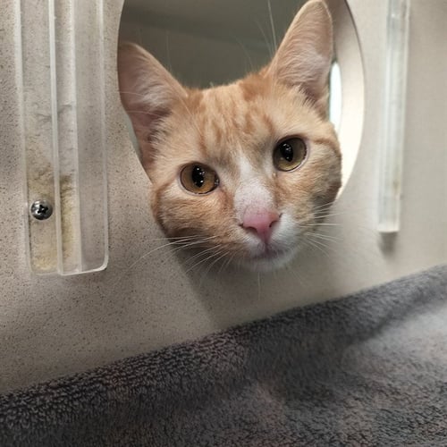 HARRY - Domestic Short Hair available for adoption