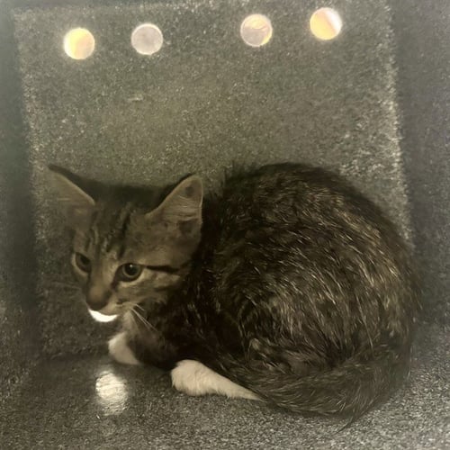 COIL - Domestic Short Hair for adoption in Colorado Springs