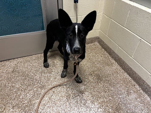HENRIETTA - German Shepherd Dog / Australian Cattle Dog/Blue Heeler available for adoption