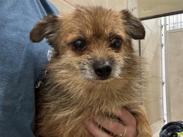 SAMMY Image