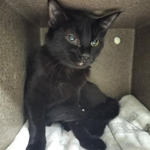 SNAP DRAGON - Domestic Short Hair available for adoption