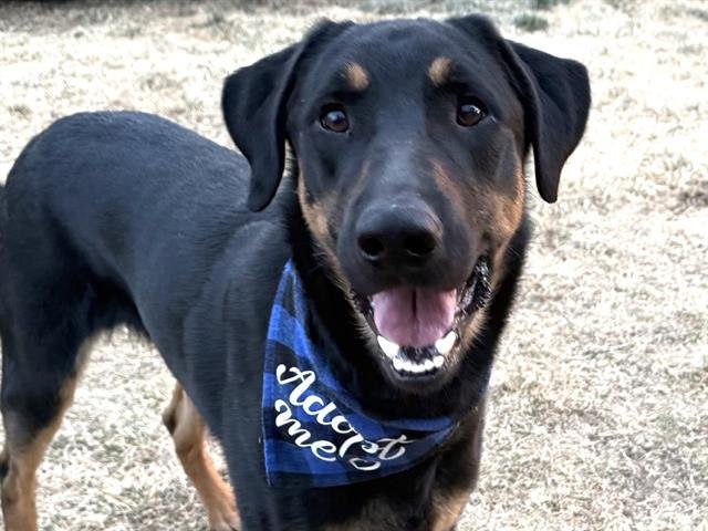 BRUNO - Doberman Pinscher / Golden Retriever available for adoption