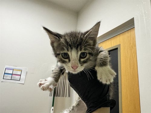 HONEY HONEY - Domestic Short Hair available for adoption