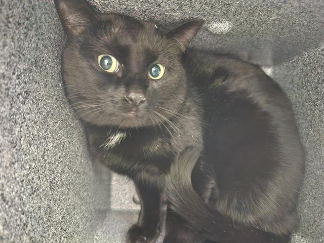 RONALD IN THE BARN - Domestic Short Hair available for adoption