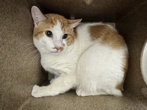 NELLY IN THE BARN - Domestic Short Hair available for adoption