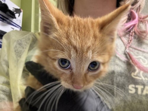 HECTOR - Domestic Short Hair for adoption in Colorado Springs
