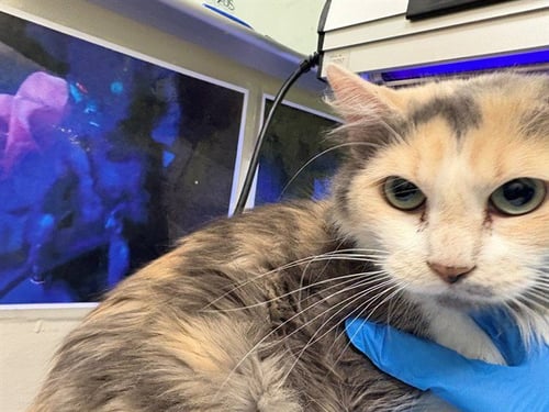 DINAH - Domestic Short Hair available for adoption
