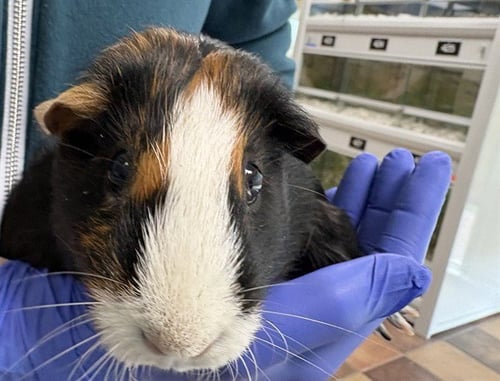 TANGO - Guinea Pig available for adoption
