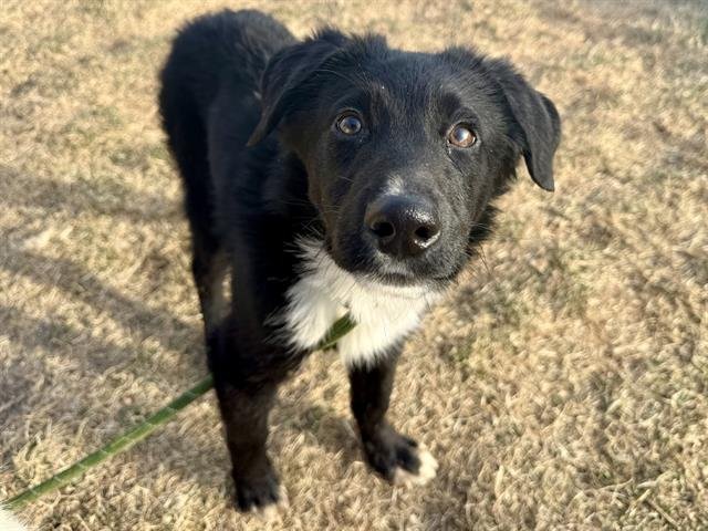 RUDY - Labrador Retriever available for adoption