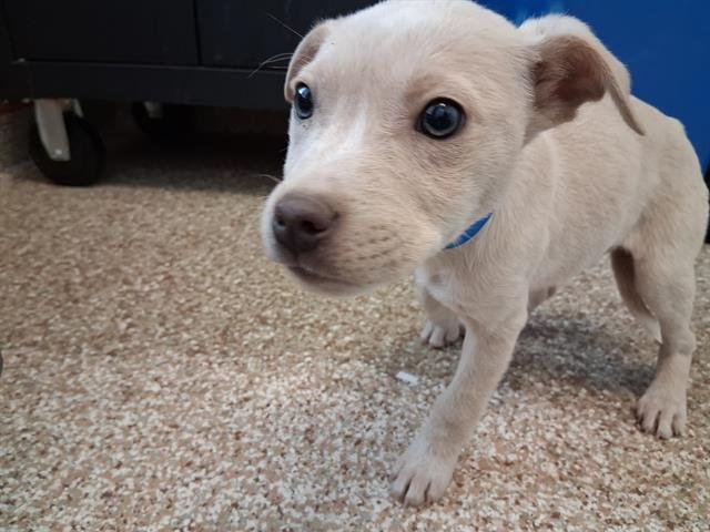 BUCKAROO - Labrador Retriever available for adoption