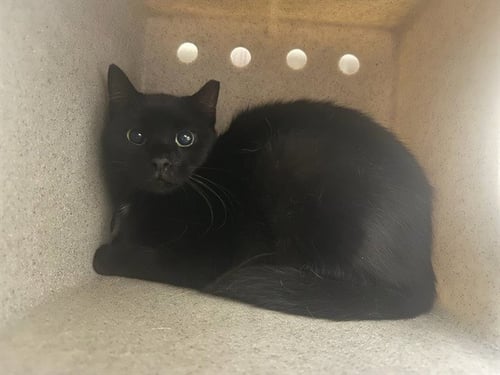 FELIX IN THE BARN - Domestic Short Hair for adoption in Colorado Springs