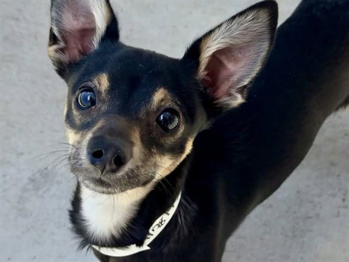 GORDITA - Chihuahua available for adoption