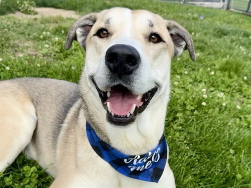 RUSTY - Golden Retriever for adoption in Colorado Springs