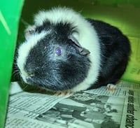 DALE - Photo 1