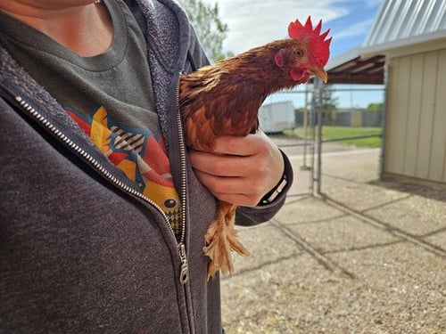 GEORGE - Bantam available for adoption