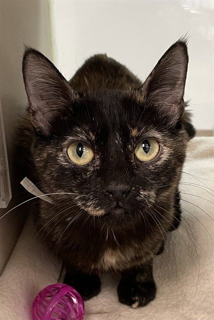 LILAC - Domestic Short Hair available for adoption