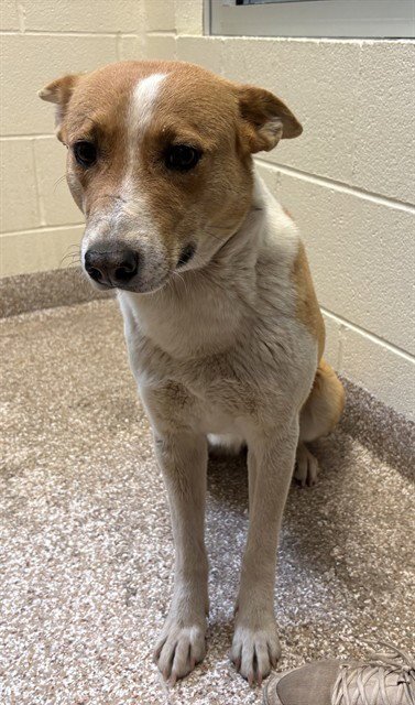 COOKIE - Australian Cattle Dog/Blue Heeler available for adoption
