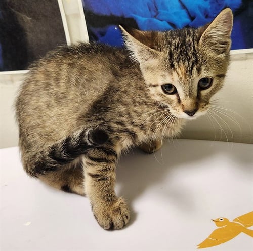 SHRIMP RANGOON - Domestic Short Hair available for adoption