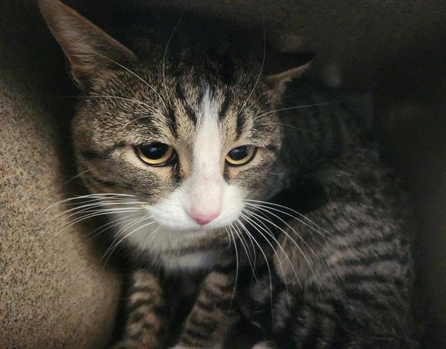 REGINALD IN THE BARN - Domestic Short Hair available for adoption