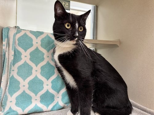 KYLE - Domestic Short Hair available for adoption