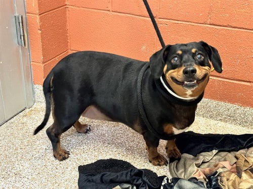 MOLLY TAMALE - Dachshund / Pit Bull Terrier available for adoption