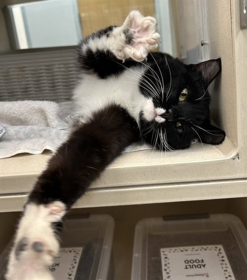 ISAAC - Domestic Short Hair for adoption in Colorado Springs
