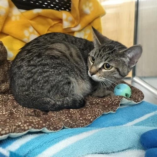 HARMONY - Domestic Short Hair for adoption in Colorado Springs