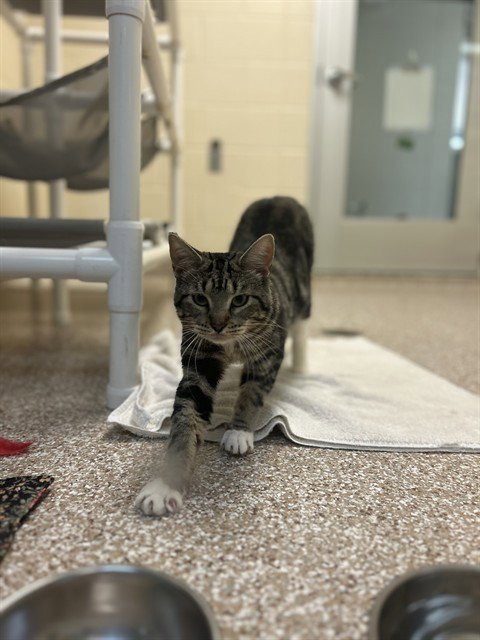 SCOTCH EGG - Domestic Short Hair for adoption in Colorado Springs