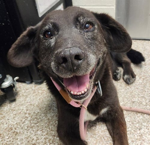 DARLING - Labrador Retriever / Australian Shepherd for adoption in Pueblo