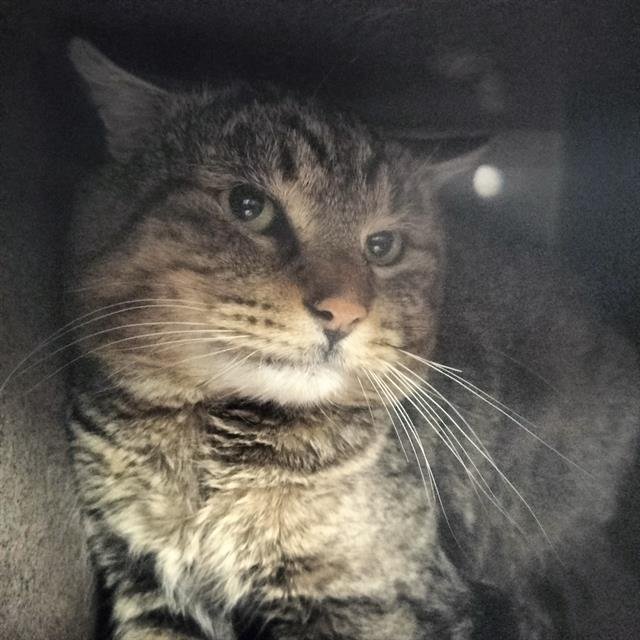 TOMS IN THE BARN - Domestic Short Hair available for adoption