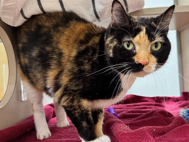 CALLIE - Domestic Short Hair available for adoption