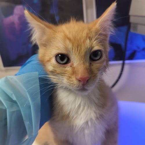MUNCHIE - Domestic Short Hair available for adoption