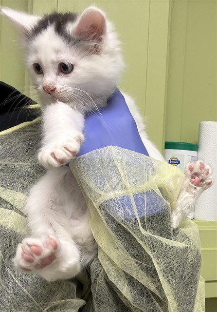 MILO - Domestic Short Hair available for adoption