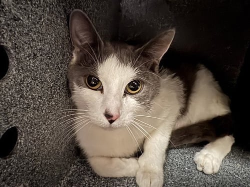 MAMA IN THE BARN - Domestic Short Hair available for adoption