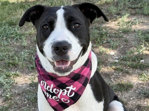 MINNIE - Siberian Husky for adoption in Pueblo