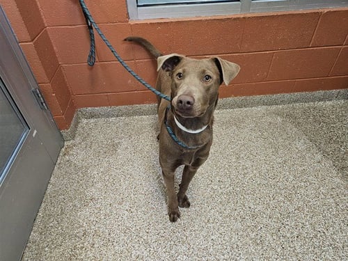 DULA PEEP - Labrador Retriever available for adoption