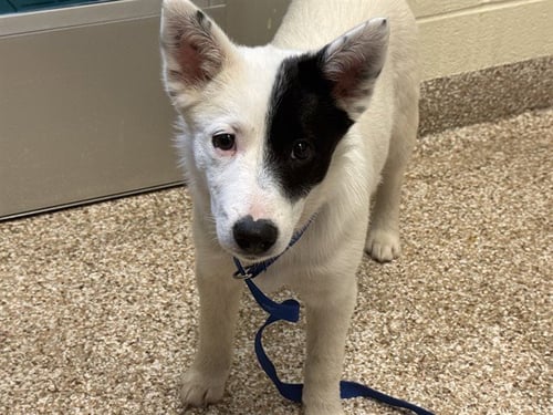 KAREN - Border Collie available for adoption