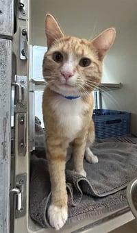 HARRY - Photo 1
