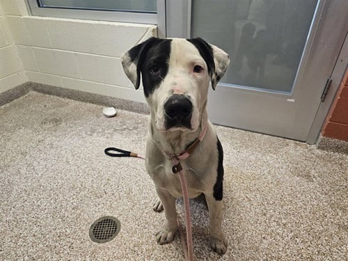 SNOOPY - Pit Bull Terrier for adoption in Pueblo