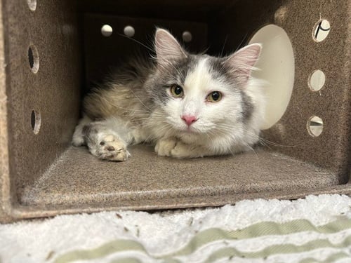 RAINIER - Domestic Long Hair available for adoption