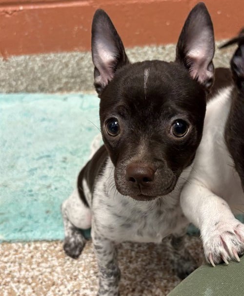 FRECKLES - Chihuahua available for adoption