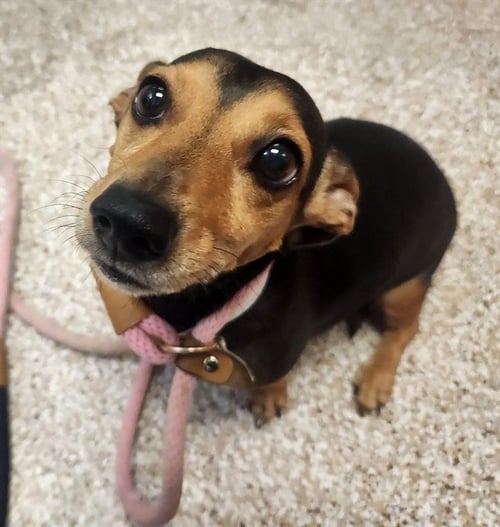 CRICKET - Dachshund available for adoption