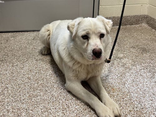 TILDA SWINTON - Australian Cattle Dog/Blue Heeler / Chinese Shar-Pei available for adoption